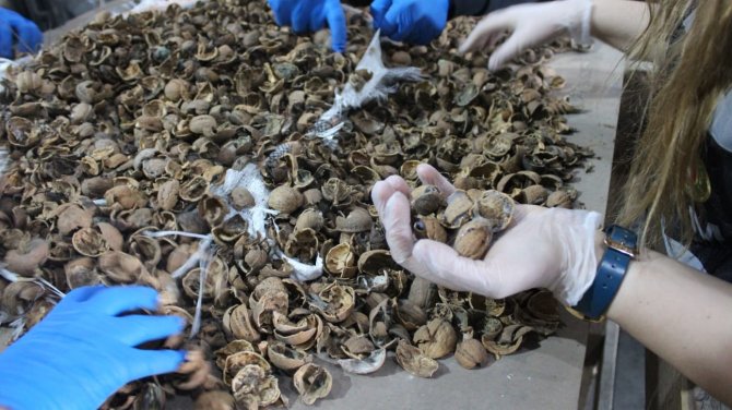 Ceviz kabuklarının içerisine gizlenmiş 153 kilo 550 gram afyon sakızı ele geçirildi