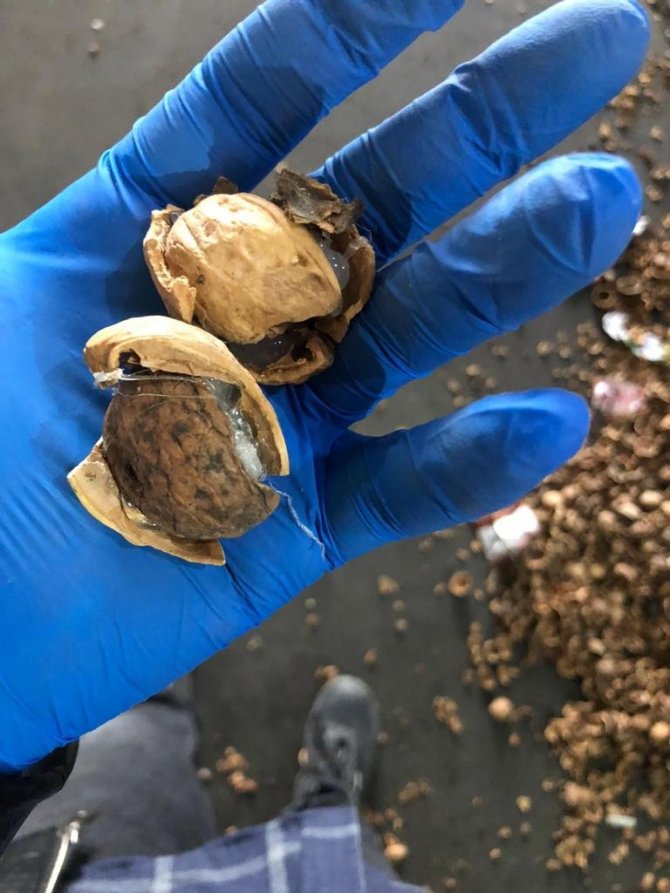 Ceviz kabuklarının içerisine gizlenmiş 153 kilo 550 gram afyon sakızı ele geçirildi