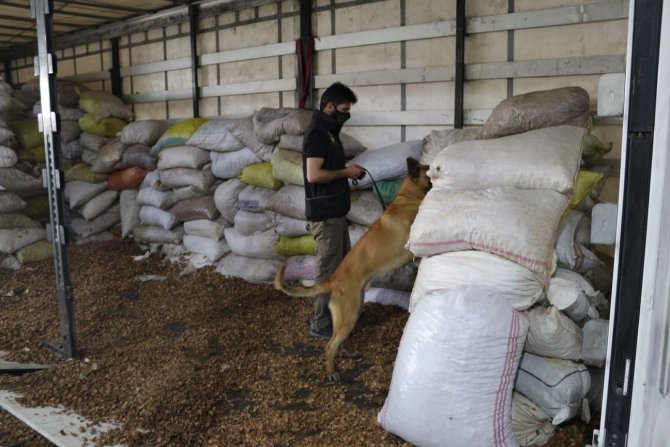 Ceviz kabuklarının içerisine gizlenmiş 153 kilo 550 gram afyon sakızı ele geçirildi