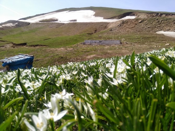 Doğanın ortasında görsel şölen! Dağ çiçekleri büyülüyor