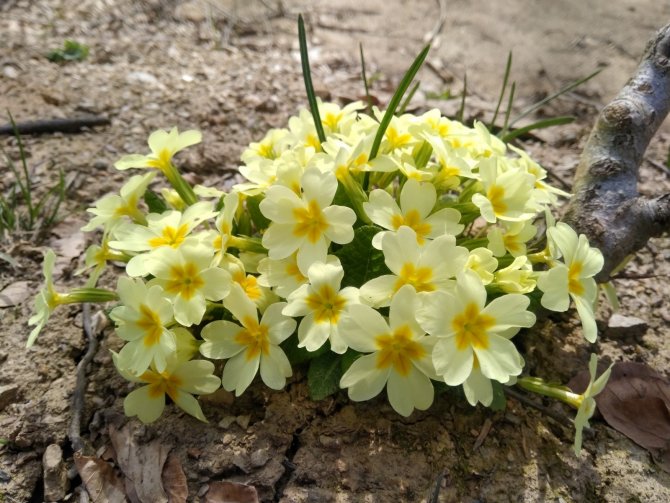 Doğanın ortasında görsel şölen! Dağ çiçekleri büyülüyor
