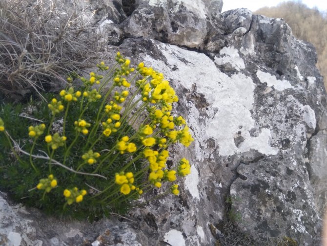 Doğanın ortasında görsel şölen! Dağ çiçekleri büyülüyor