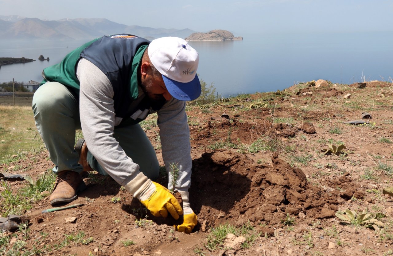 Eskiden çöp kokuyordu! Van'da ıslah edilen vahşi çöp depolama alanı ağaçlandırılıyor
