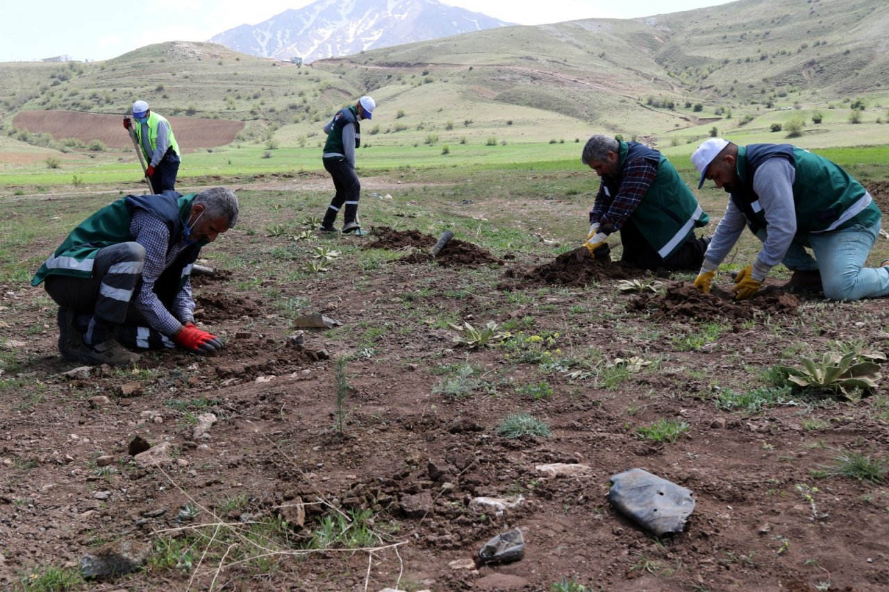 Eskiden çöp kokuyordu! Van'da ıslah edilen vahşi çöp depolama alanı ağaçlandırılıyor