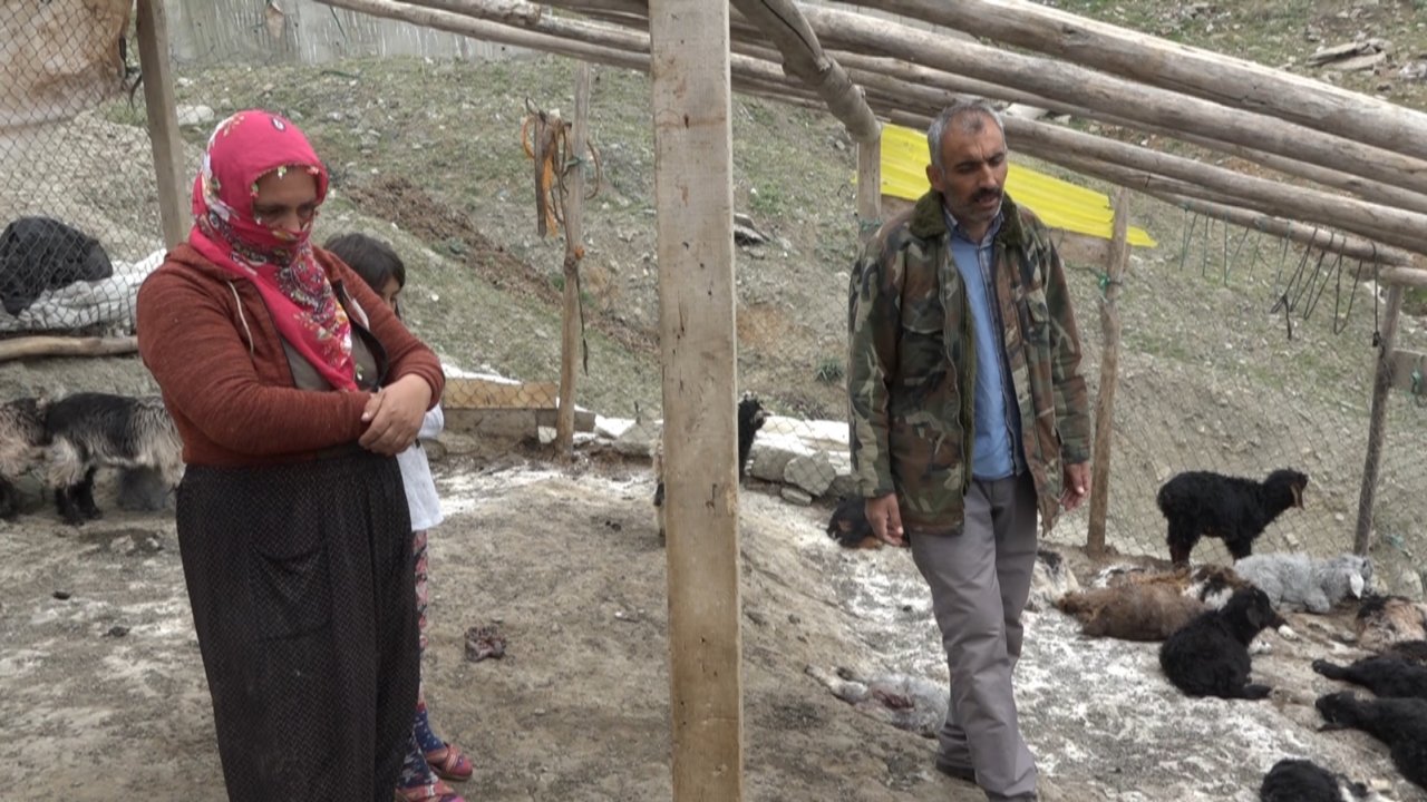 Diyarbakır'da köpeklerin saldırdığı keçilerden 20'si telef oldu!