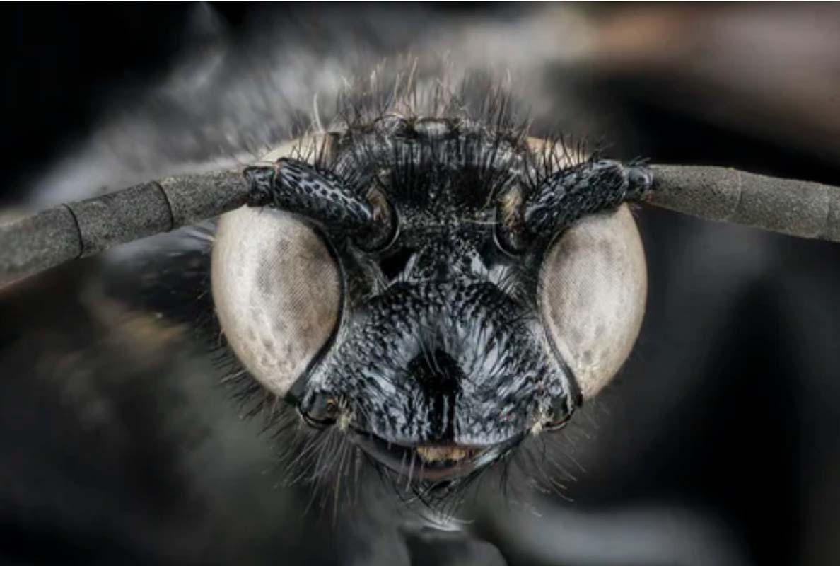 Havalar ısındı, sivrisinekler kendilerini gösterdi! Peki sivrisinekten Kovid-19 bulaşır mı?