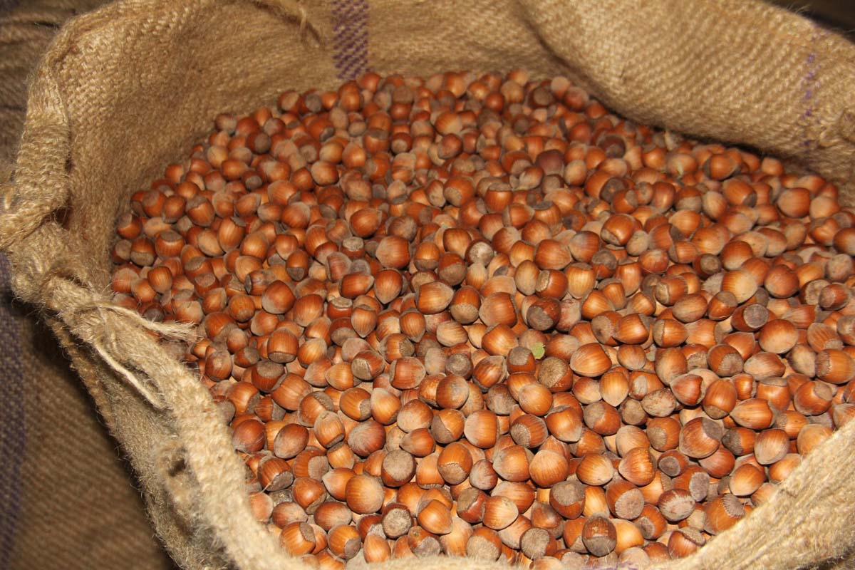 Alan bazlı fındık desteği ödemeleri 2021 ne zaman? Mayıs ayı fındık desteği ödemeleri ne zaman verilecek 2021?