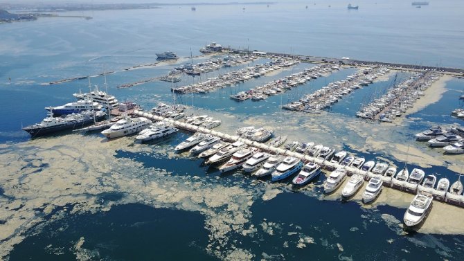Pendik Marina'da korkunç manzara! Deniz salyaları kapladı