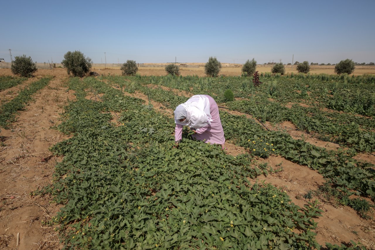 Filistinli kadınların toprak mücadelesi: 