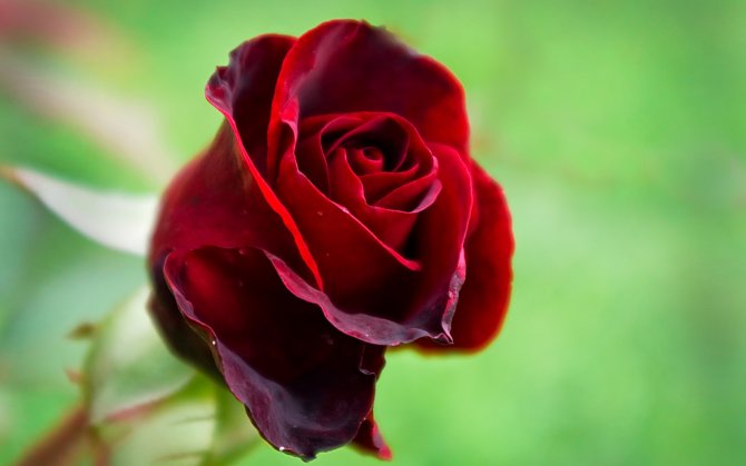 Sevgiliye Ramazan Bayram mesajı uzun romantik, komik 2021