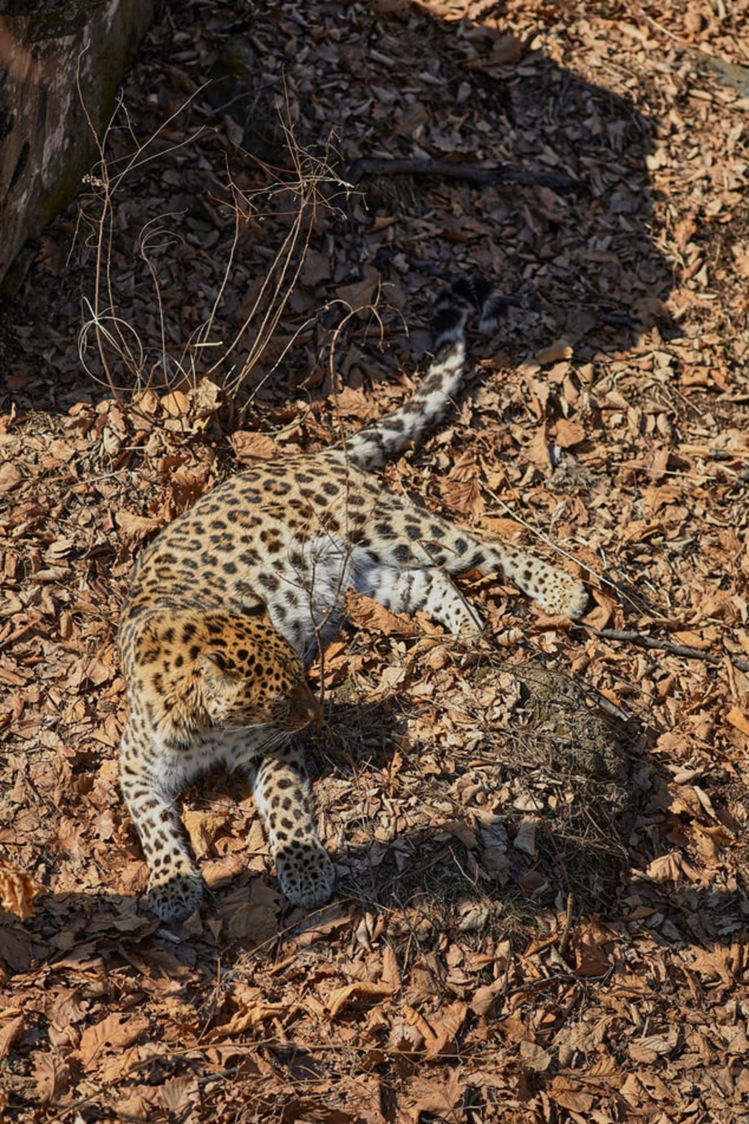 Virüs, uzay roketi, şimdi de leopar... Çinde 3 leopar safari parkından kaçtı, yetkililer halktan gizledi