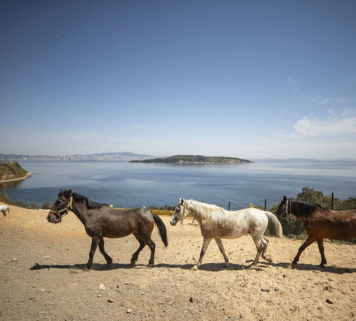 İBBye tepkiler dinmiyor! Kayıp atların akıbeti hala belli değil