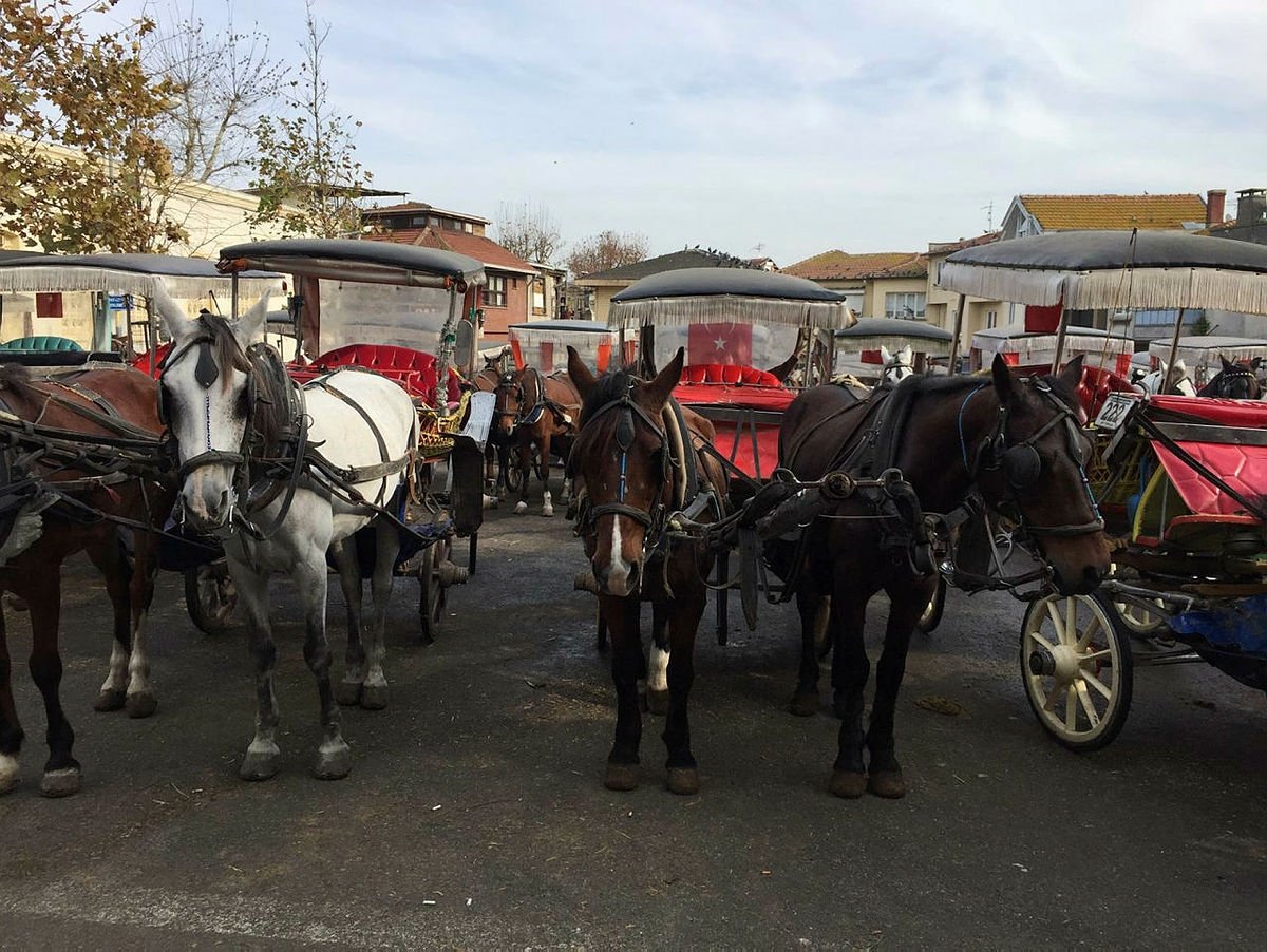 İBBye tepkiler dinmiyor! Kayıp atların akıbeti hala belli değil
