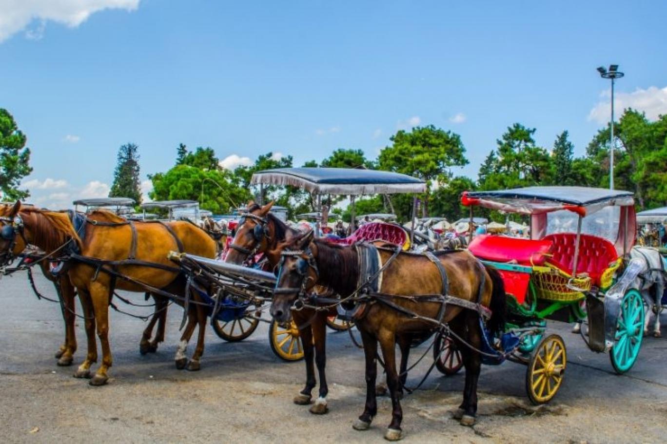 İBBye tepkiler dinmiyor! Kayıp atların akıbeti hala belli değil
