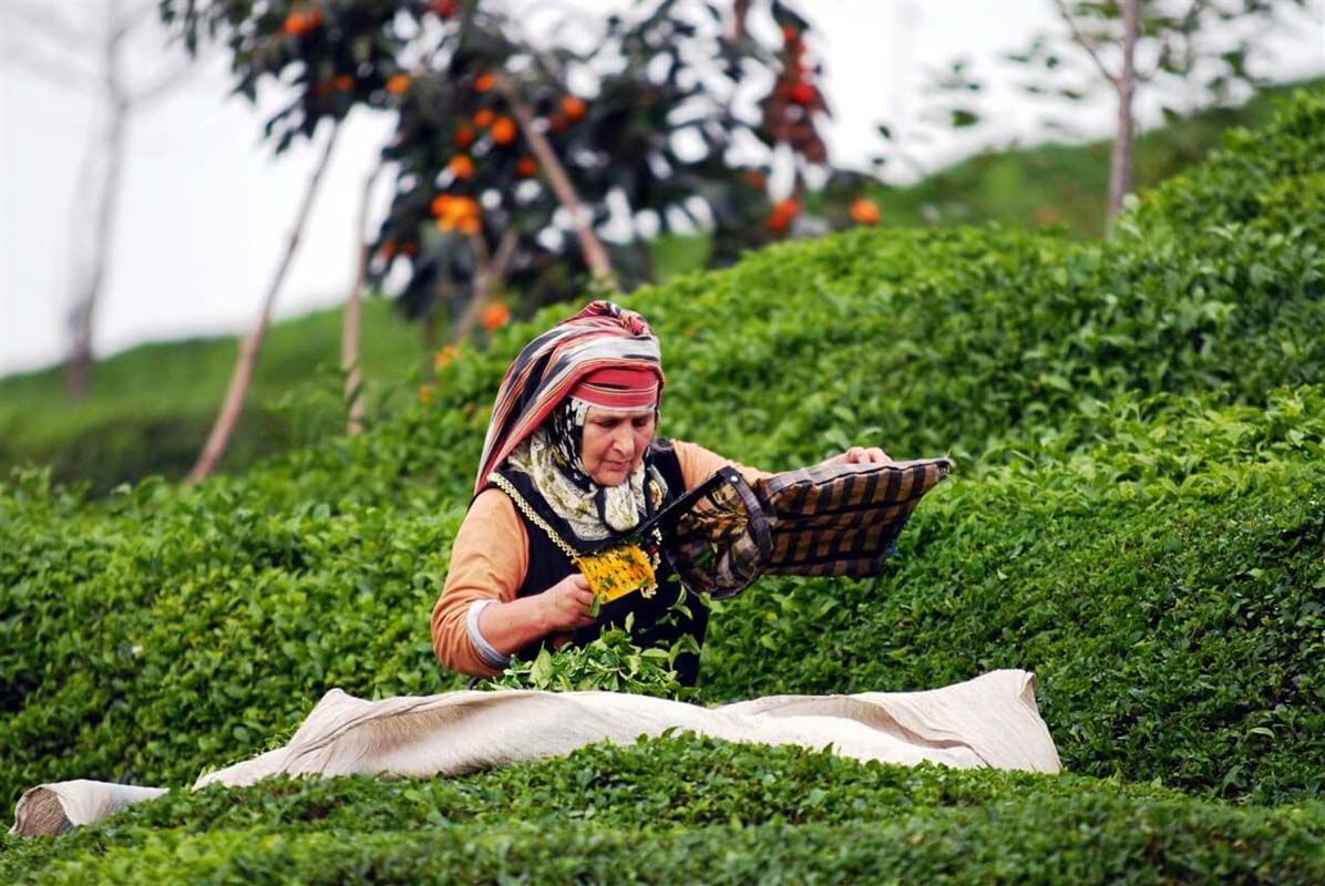 ÇAYKUR yaş çay alım kampanyası ne zaman Mayıs 2021? Birinci sürgün kotası ne kadar? Dönüm başına kaç kilo çay alınacak?