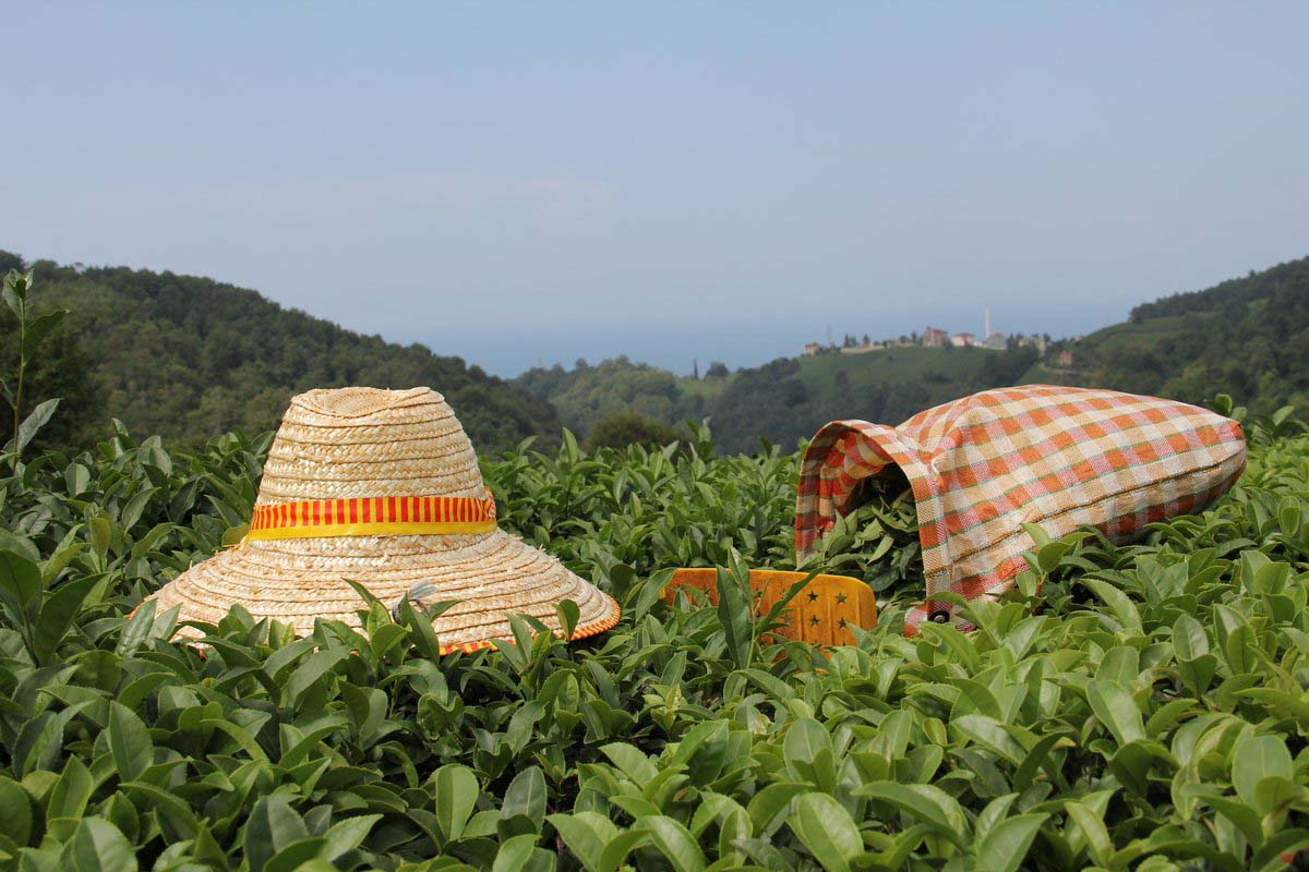 ÇAYKUR yaş çay alım kampanyası ne zaman Mayıs 2021? Birinci sürgün kotası ne kadar? Dönüm başına kaç kilo çay alınacak?