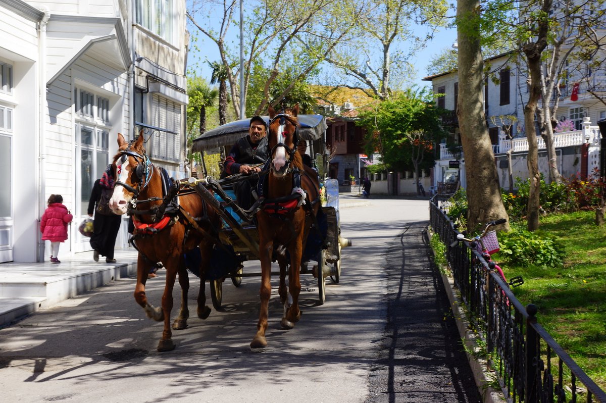 İBBye tepkiler dinmiyor! Kayıp atların akıbeti hala belli değil