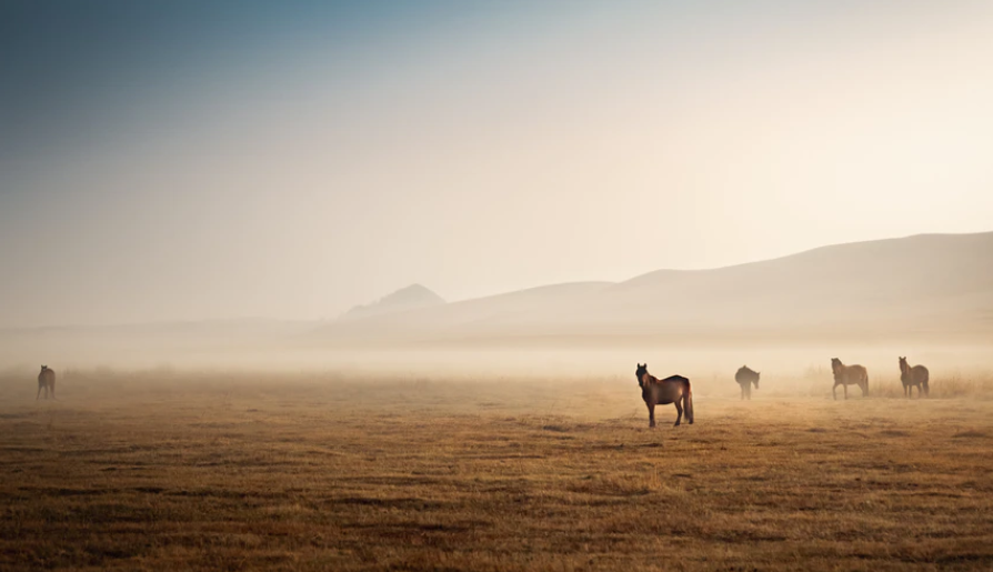 İBB'nin kayıp atları hakkında yeni iddia: Kuzey Irak'a mı götürüldüler?