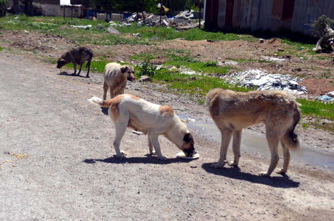 Merhamet sahiplerinden aç kalan sokak hayvanlarına yardım eli