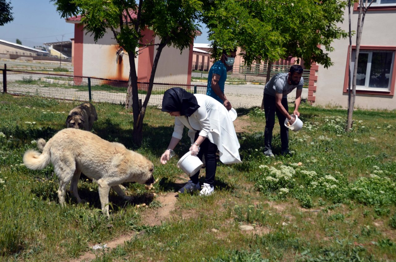 Merhamet sahiplerinden aç kalan sokak hayvanlarına yardım eli