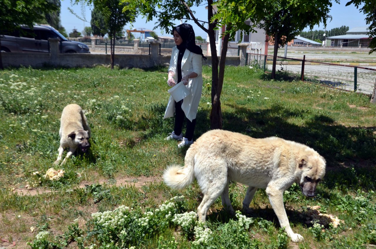 Merhamet sahiplerinden aç kalan sokak hayvanlarına yardım eli