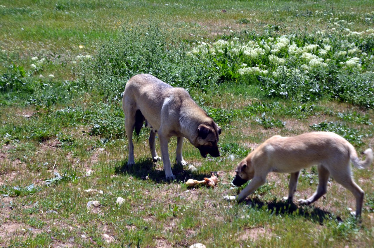 Merhamet sahiplerinden aç kalan sokak hayvanlarına yardım eli
