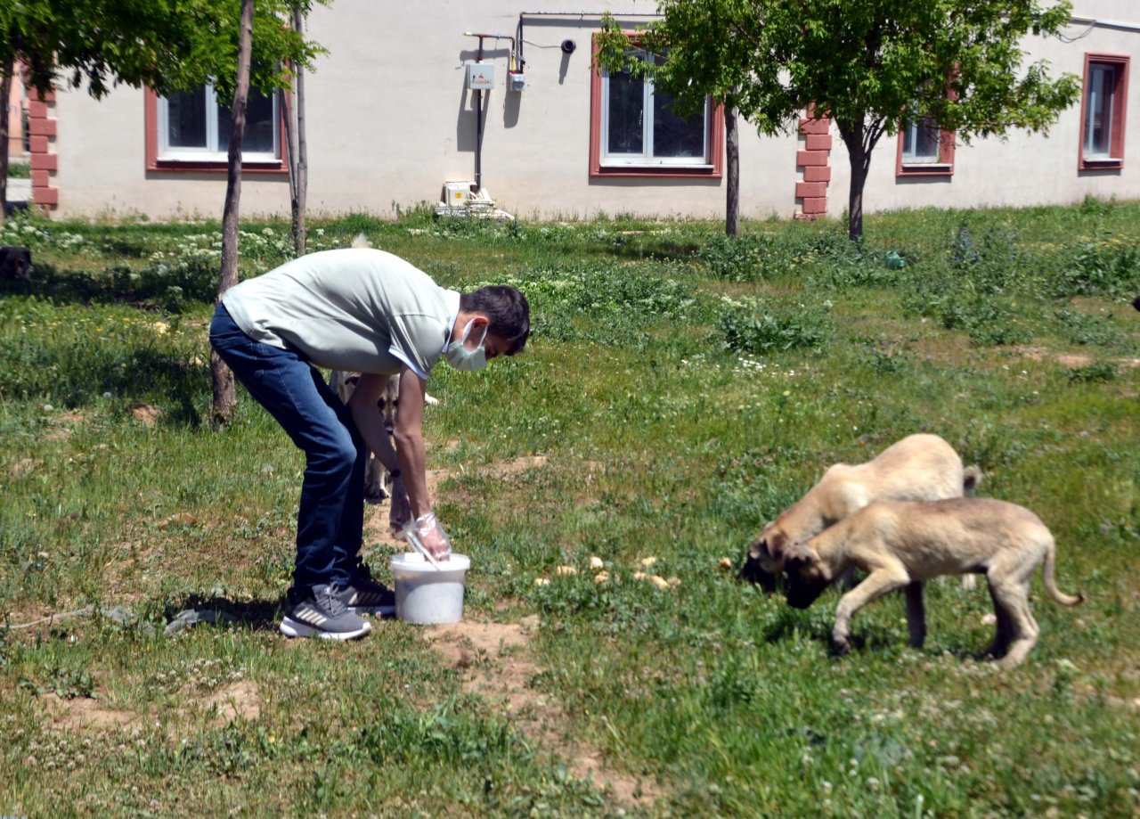 Merhamet sahiplerinden aç kalan sokak hayvanlarına yardım eli
