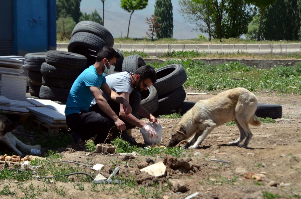Merhamet sahiplerinden aç kalan sokak hayvanlarına yardım eli