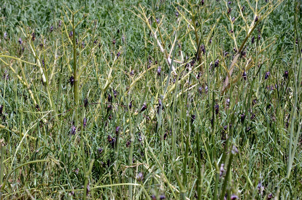 Çiftçilerin yeni kabusu! Popülasyonu artan çekirgeler üreticileri tedirgin ediyor