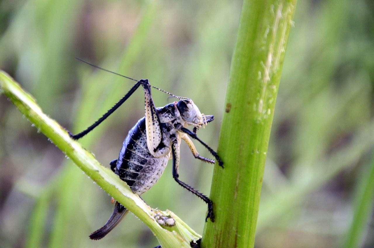 Çiftçilerin yeni kabusu! Popülasyonu artan çekirgeler üreticileri tedirgin ediyor