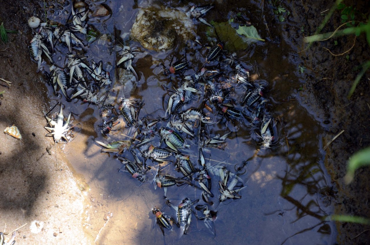 Çiftçilerin yeni kabusu! Popülasyonu artan çekirgeler üreticileri tedirgin ediyor