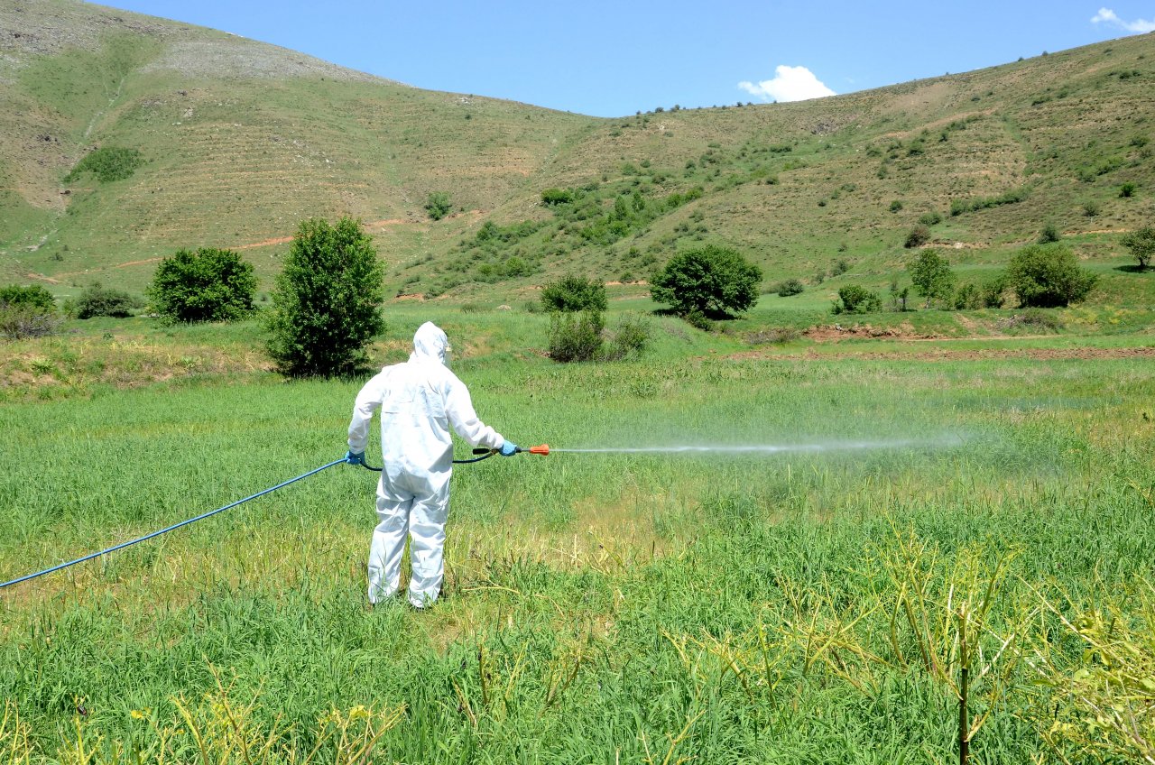 Çiftçilerin yeni kabusu! Popülasyonu artan çekirgeler üreticileri tedirgin ediyor