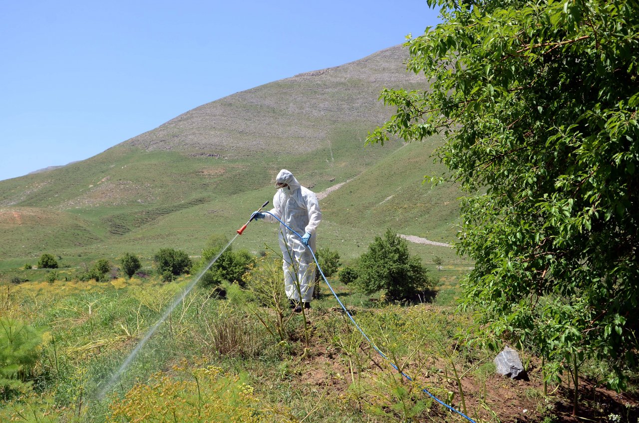 Çiftçilerin yeni kabusu! Popülasyonu artan çekirgeler üreticileri tedirgin ediyor