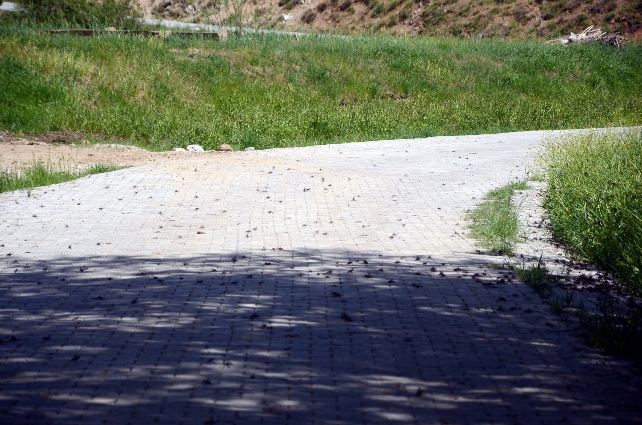 Çiftçilerin yeni kabusu! Popülasyonu artan çekirgeler üreticileri tedirgin ediyor