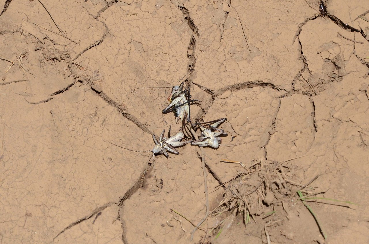 Çiftçilerin yeni kabusu! Popülasyonu artan çekirgeler üreticileri tedirgin ediyor