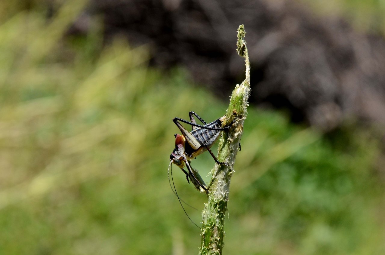 Çiftçilerin yeni kabusu! Popülasyonu artan çekirgeler üreticileri tedirgin ediyor