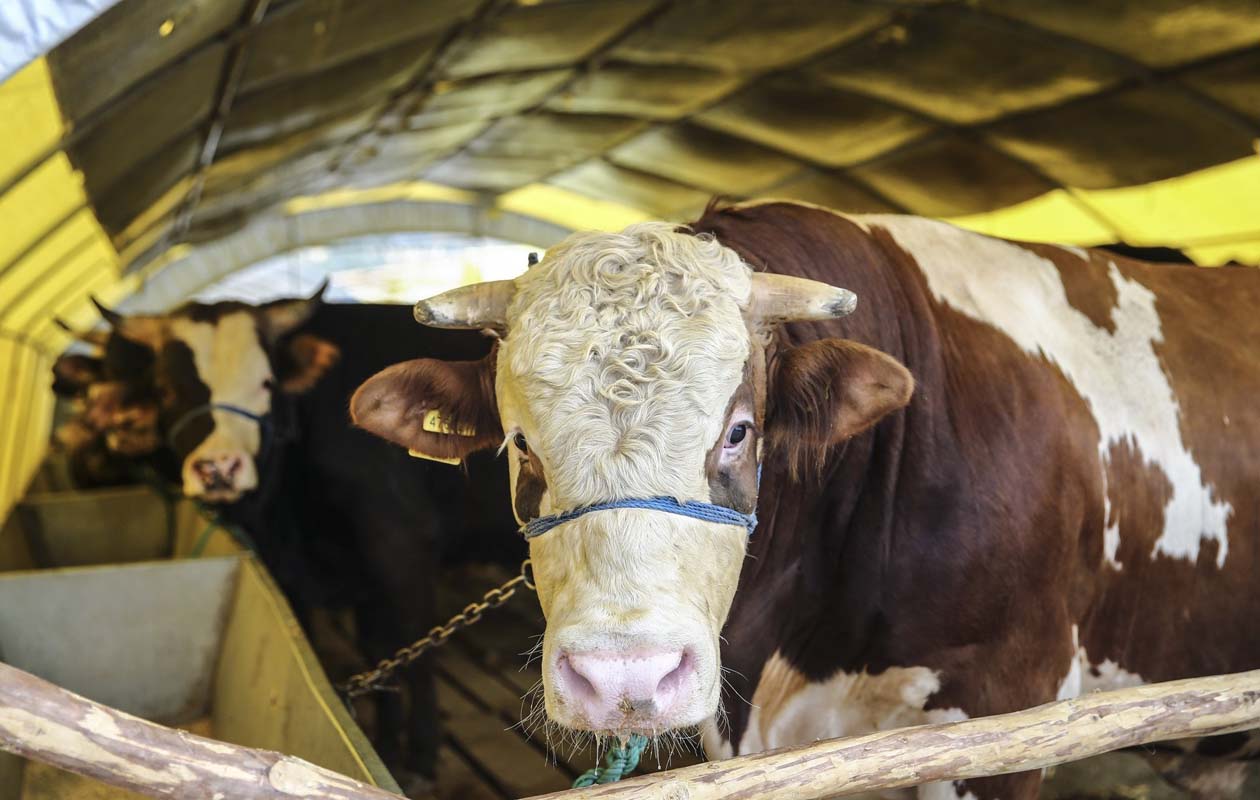 Kurbanlık büyükbaş fiyatları ne kadar 2021? Küçükbaş kurbanlık fiyatları ne kadar 2021? Canlı kurbanlık kg fiyatı 2021