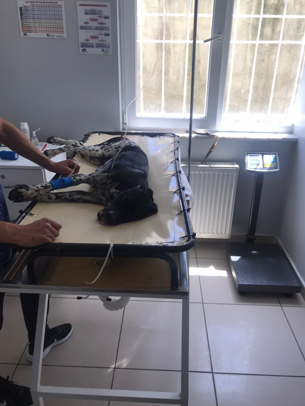 Bu merhamet insanlığa örnek olmalı! Köpek, mahsur kalan köpeğin hayatını kurtardı