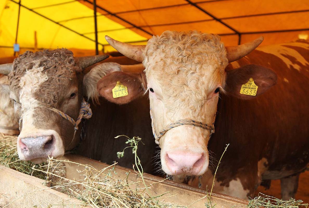 Kurbanlık büyükbaş fiyatları ne kadar 2021? Küçükbaş kurbanlık fiyatları ne kadar 2021? Canlı kurbanlık kg fiyatı 2021