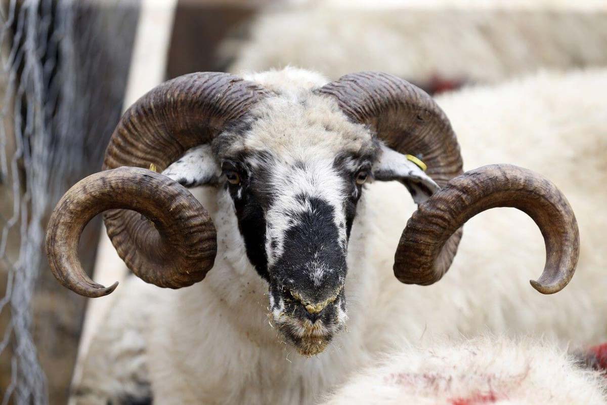 Kurban Bayramı tatili 9 gün olacak mı 2021? 9 gün tatil var mı?