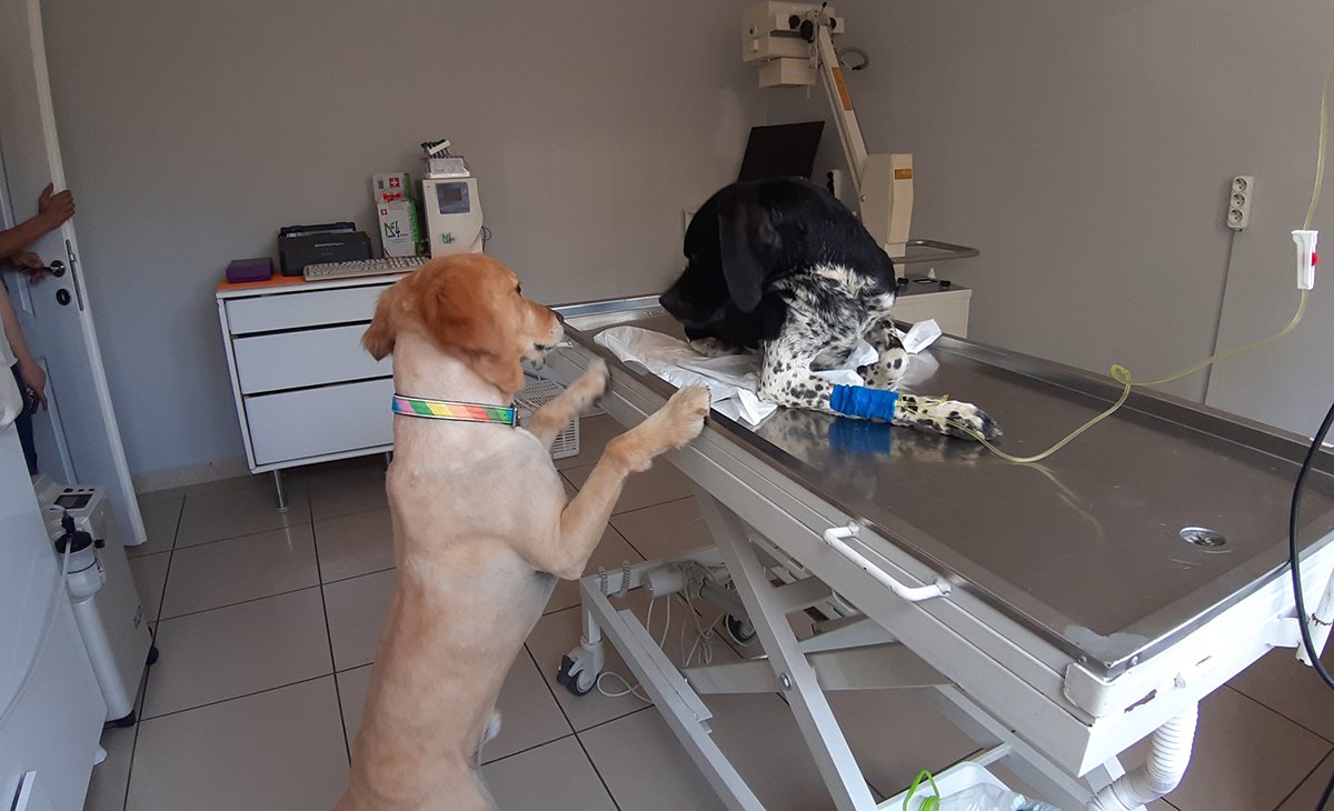 Bu merhamet insanlığa örnek olmalı! Köpek, mahsur kalan köpeğin hayatını kurtardı