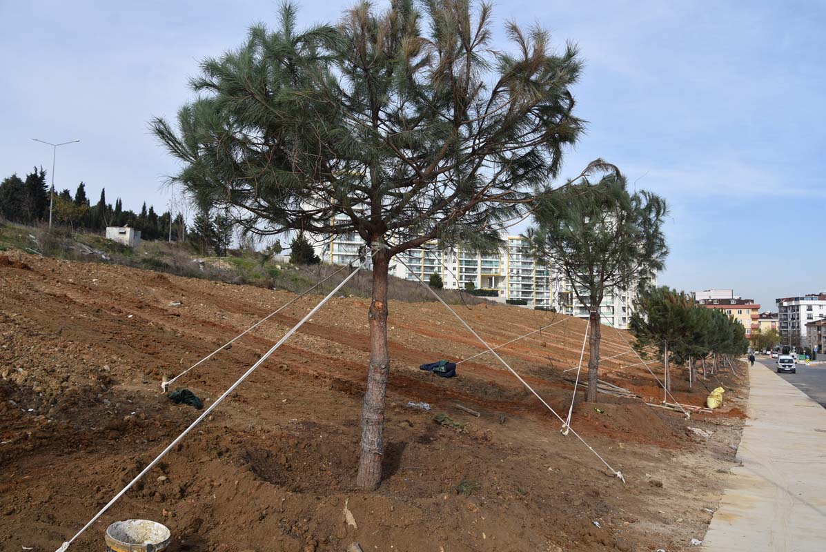 Pendik'te kapsamlı ağaç dikme çalışmaları hız kazandı!