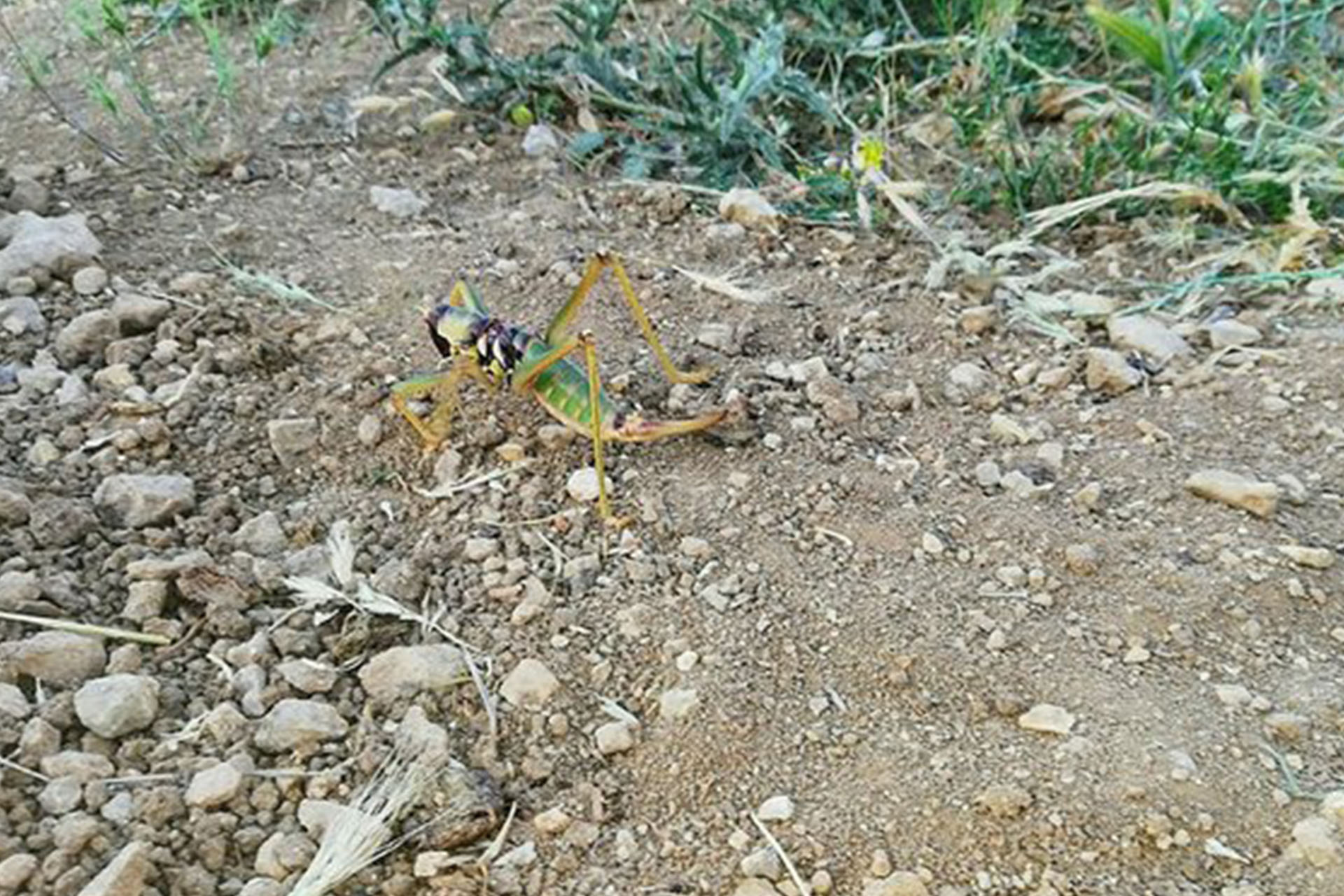 Başlanıçta yengeç olduğunu sandı ama gerçek bambaşka çıktı! Etçil çekirge haryete düşürdü