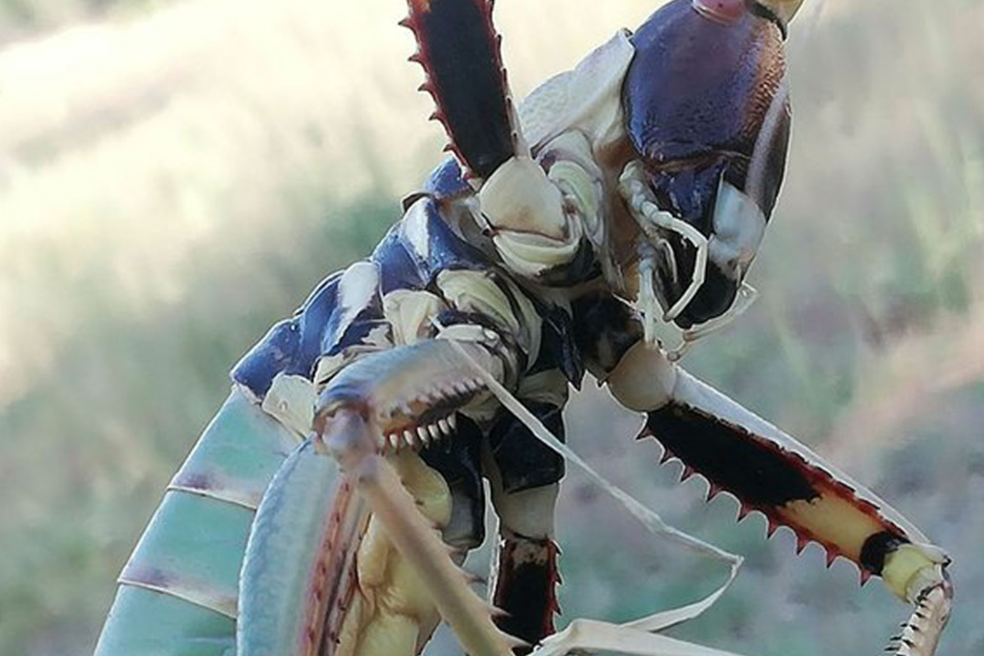 Başlanıçta yengeç olduğunu sandı ama gerçek bambaşka çıktı! Etçil çekirge haryete düşürdü