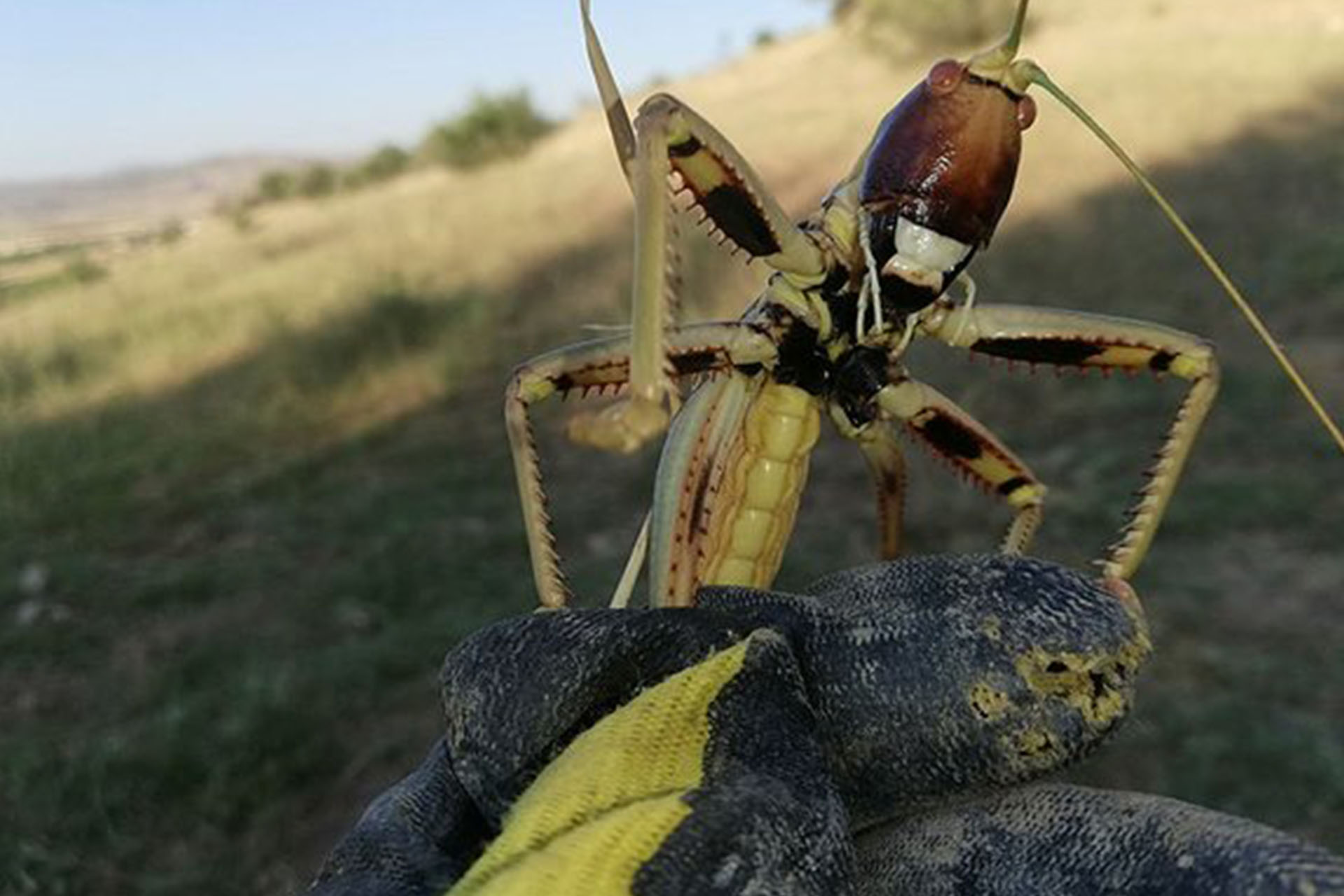 Başlanıçta yengeç olduğunu sandı ama gerçek bambaşka çıktı! Etçil çekirge haryete düşürdü