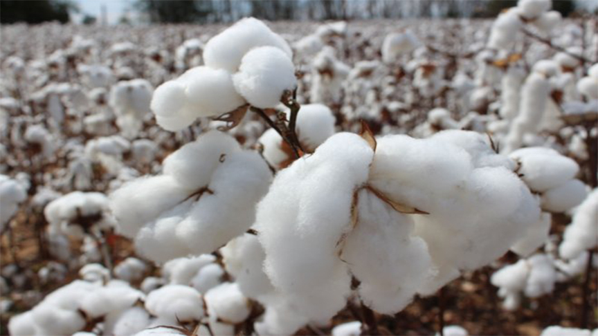 Teknolojik takibat pamuk üretiminde verimi arttırıp, gideri azalttı