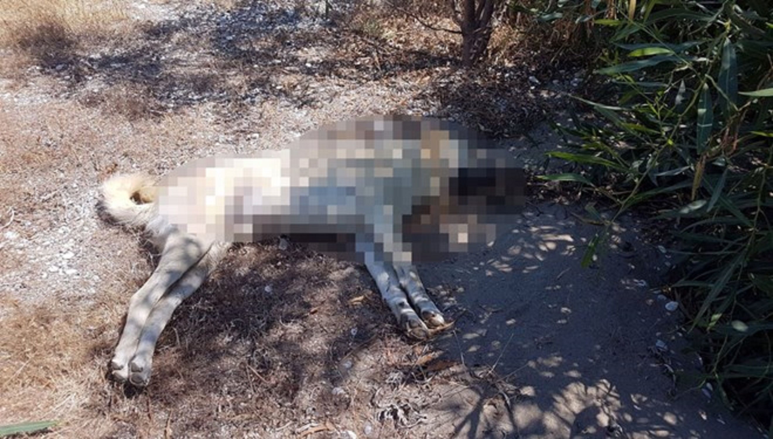 Nasıl kıydınız! Antalyada vahşet: 10 köpek zehirlenerek öldürüldü