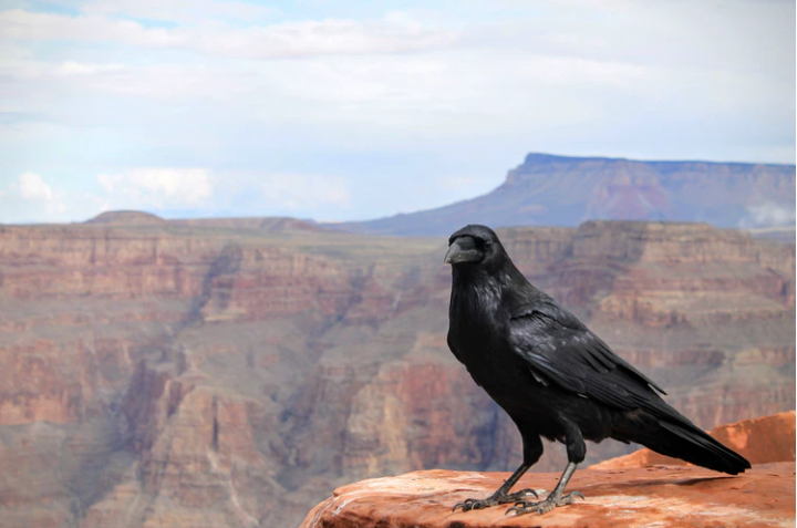 Batı Nil virüsü nedir? Nasıl bulaşır? Belirtileri nedir? Öldürür mü? | Batı Nil virüsü Türkiye