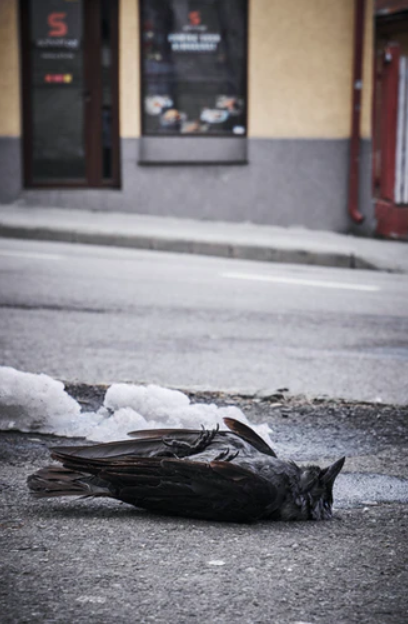 İstanbul'da kırmızı alarm, yeni bir salgın mı geliyor? 9 kuşta Batı Nil Virüsü tespit edildi!