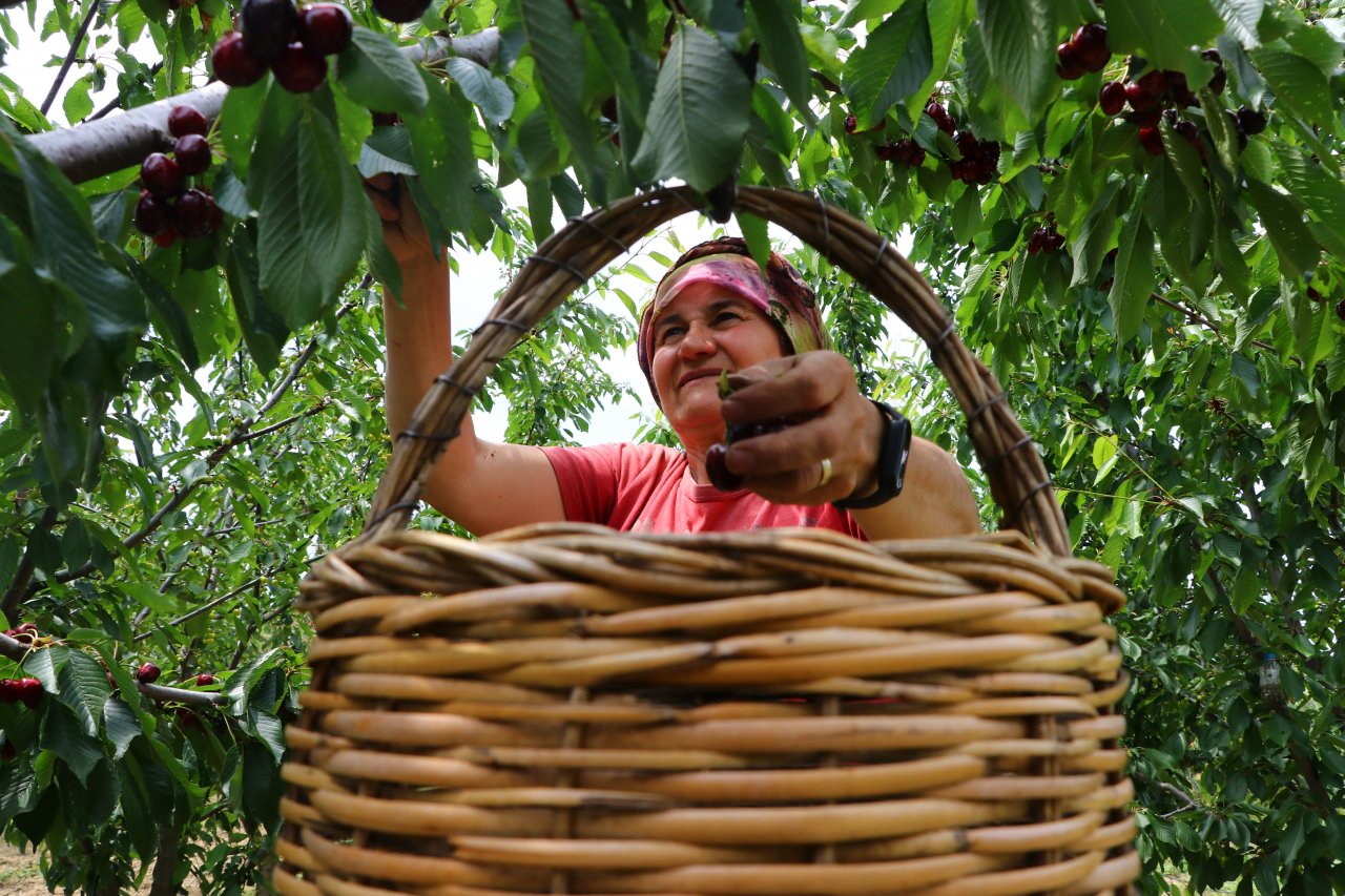 Çiftçiler tatlı mesaisi! Tekirdağ'da adına festivaller düzenlenen kirazın hasadına başlandı